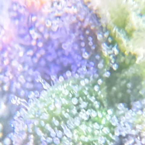 Yuzu Ephoria growlog timeline photo