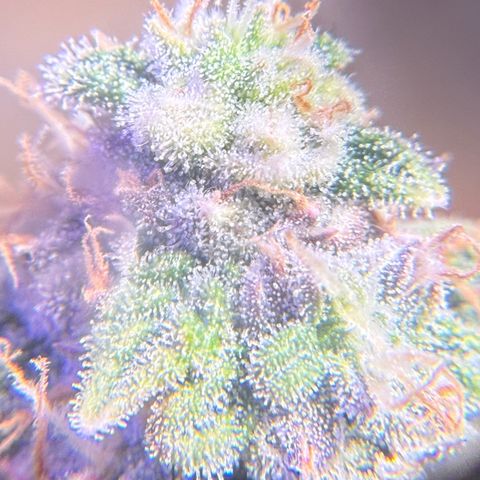 Yuzu Ephoria growlog timeline photo
