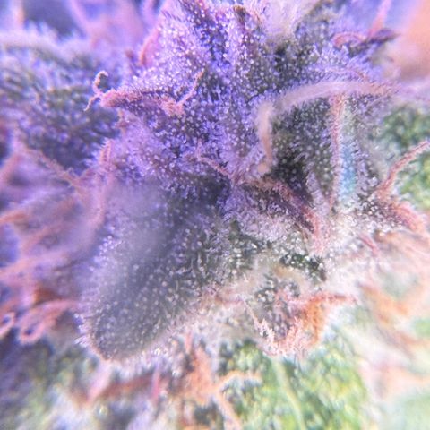 Yuzu Ephoria growlog timeline photo