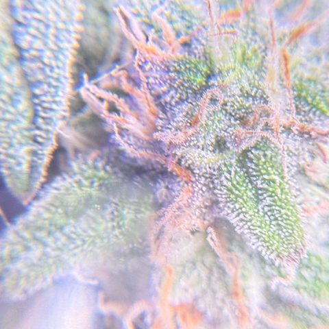 Yuzu Ephoria growlog timeline photo