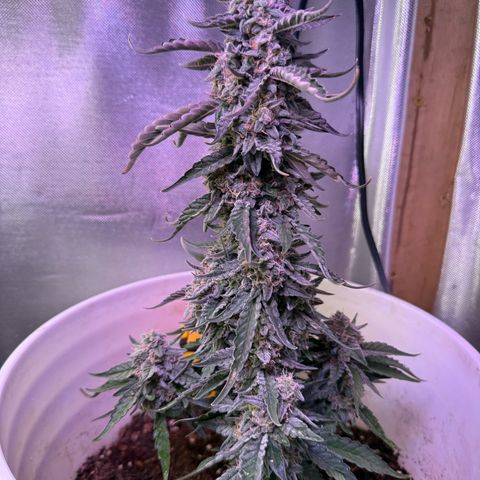 Yuzu Ephoria growlog timeline photo