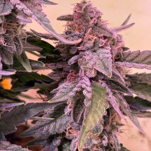 Yuzu Ephoria growlog timeline photo