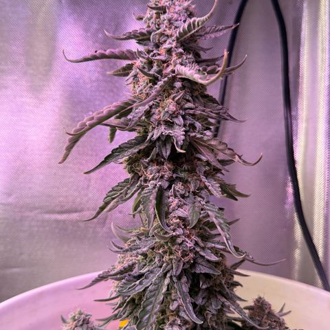 Yuzu Ephoria growlog timeline photo