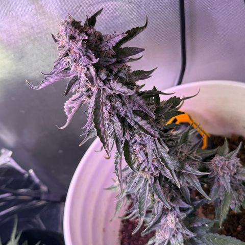 Yuzu Ephoria growlog timeline photo