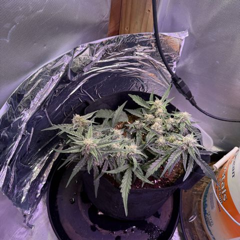 Yuzu growlog timeline photo