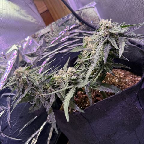 Yuzu growlog timeline photo