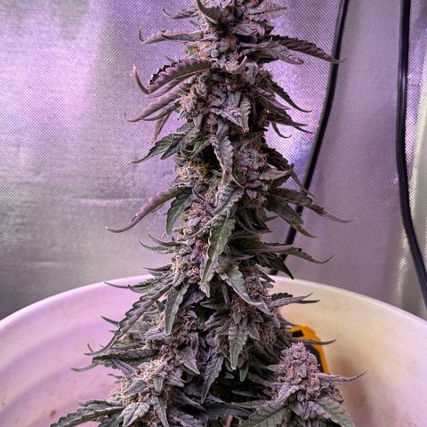Yuzu Ephoria growlog timeline photo