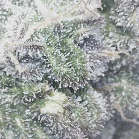 Yuzu Ephoria growlog timeline photo