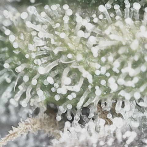 Yuzu Ephoria growlog timeline photo