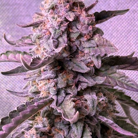 Yuzu Ephoria growlog timeline photo