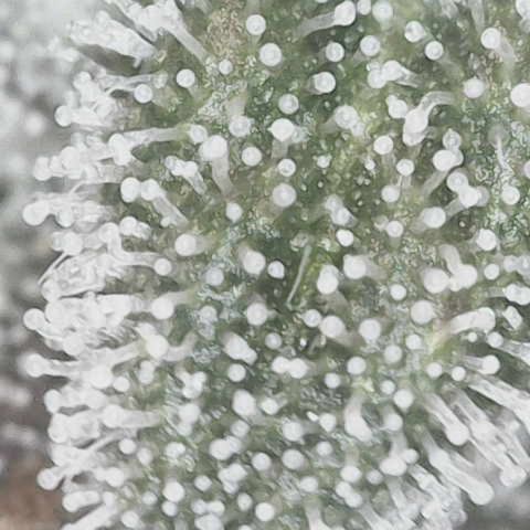 Yuzu Ephoria growlog timeline photo
