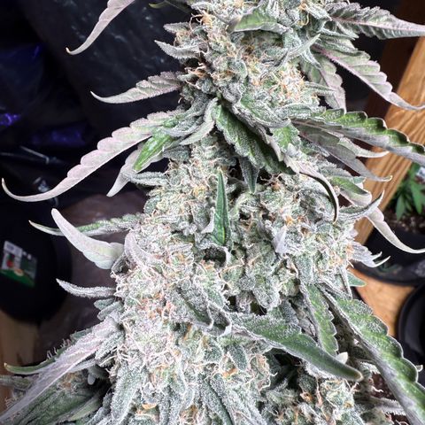 Yuzu Ephoria growlog photo: Harvest day today day 80