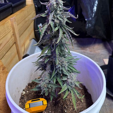 Yuzu Ephoria growlog photo: Harvest day today day 80