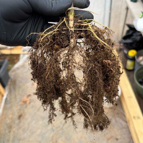 Yuzu Ephoria growlog photo: Harvest day today day 80