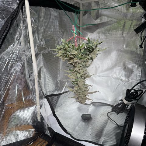 Yuzu Ephoria growlog photo: Harvest day today day 80