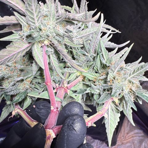 Yuzu Ephoria growlog photo: Harvest day today day 80