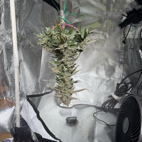 Yuzu Ephoria growlog photo: Harvest day today day 80