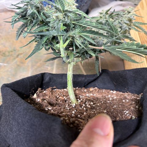 Yuzu growlog timeline photo