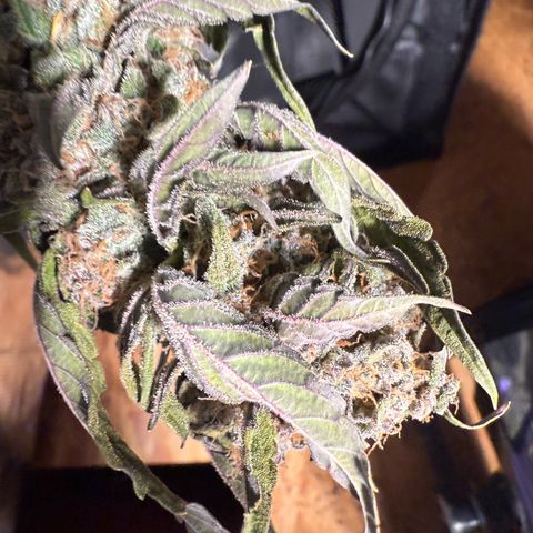 Yuzu Ephoria growlog photo: Drying is going good
