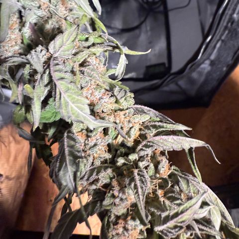Yuzu Ephoria growlog photo: Drying is going good