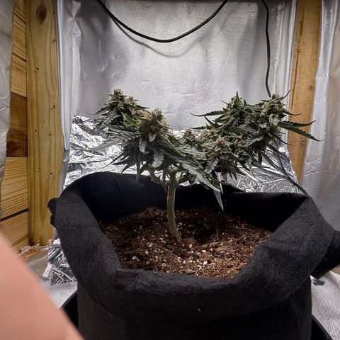 Yuzu growlog timeline photo