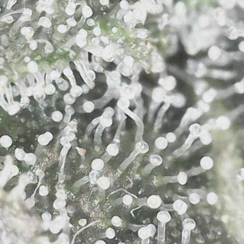 Yuzu growlog photo: 7-10 days left