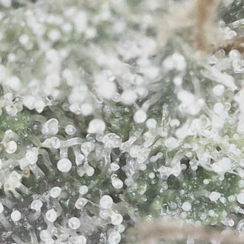 Yuzu growlog photo: 7-10 days left