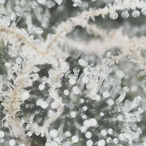 Yuzu growlog photo: 7-10 days left