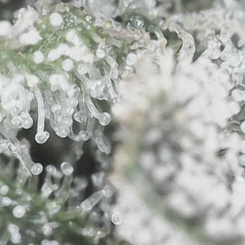Yuzu growlog photo: 7-10 days left
