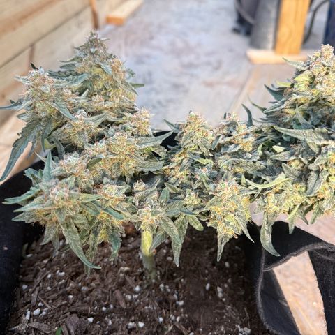 Yuzu growlog timeline photo