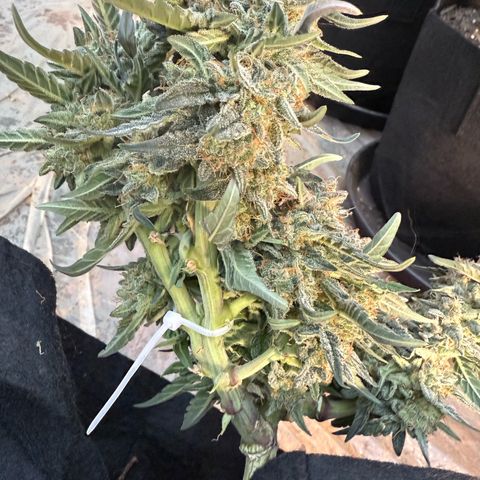 Yuzu growlog timeline photo