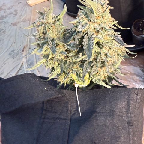 Yuzu growlog timeline photo