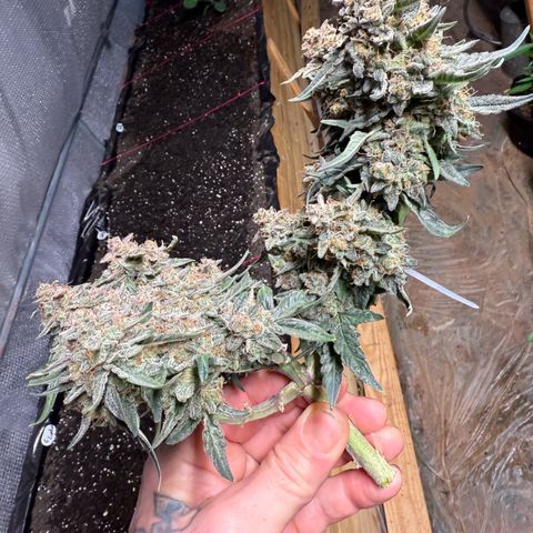 Yuzu growlog timeline photo