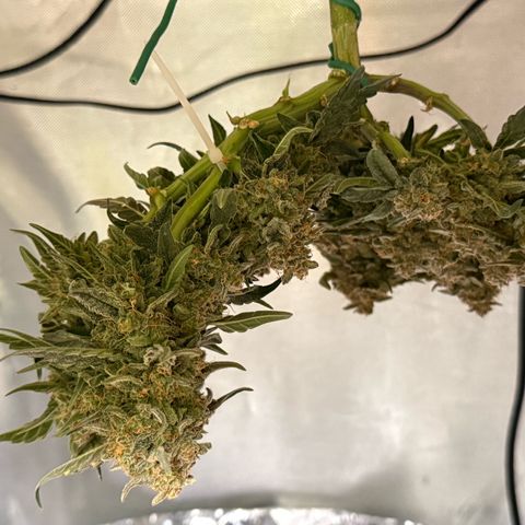 Yuzu growlog timeline photo