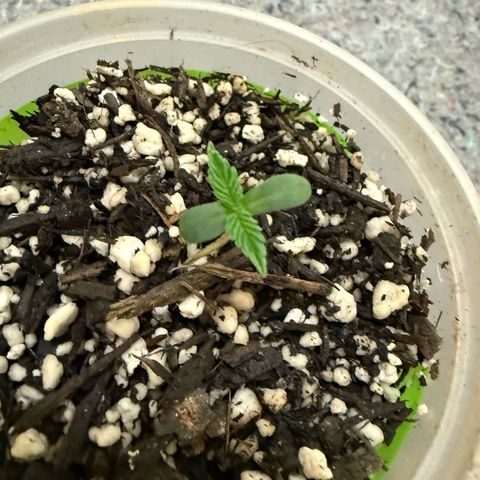 Yuzu 3 growlog timeline photo