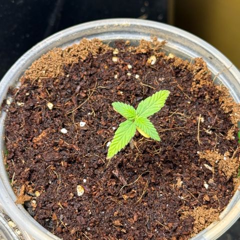 Yuzu 3 growlog timeline photo