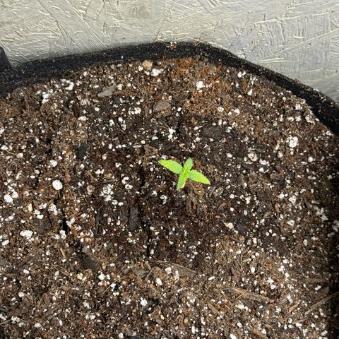 Yuzu 3 growlog photo: Transplant to 3 gall fabric pot with living soil….