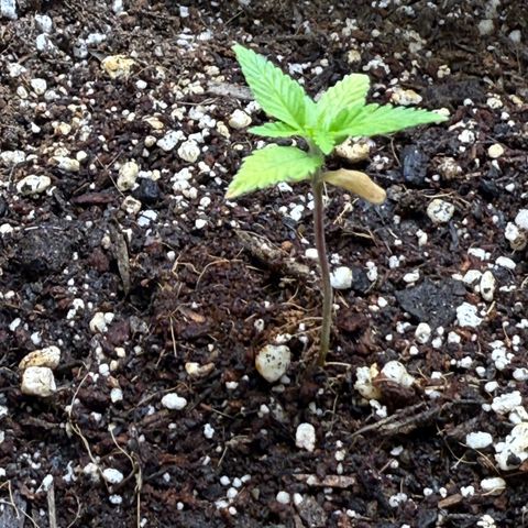 Yuzu 3 growlog timeline photo