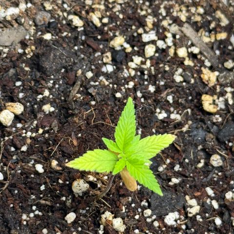 Yuzu 3 growlog timeline photo