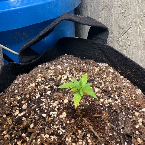 Yuzu 3 growlog timeline photo