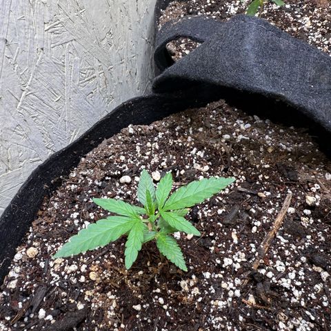 Yuzu 3 growlog timeline photo