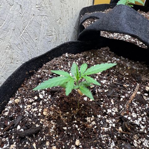 Yuzu 3 growlog timeline photo