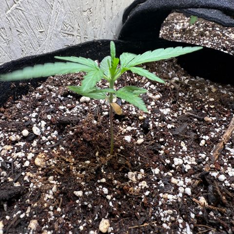 Yuzu 3 growlog timeline photo