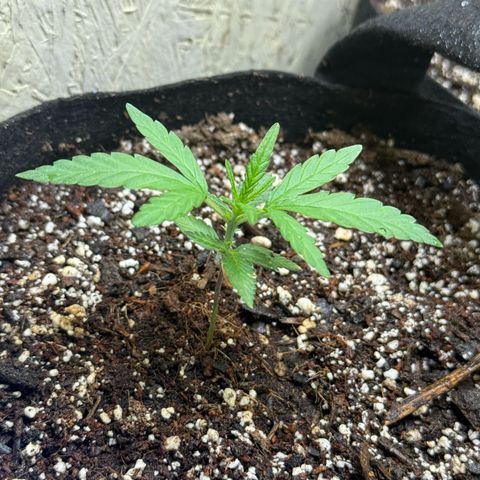 Yuzu 3 growlog timeline photo