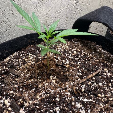 Yuzu 3 growlog timeline photo