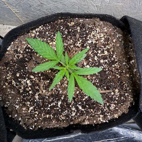 Yuzu 3 growlog timeline photo