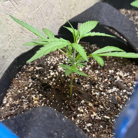 Yuzu 3 growlog timeline photo