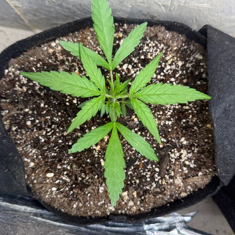 Yuzu 3 growlog timeline photo
