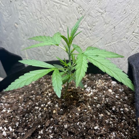 Yuzu 3 growlog timeline photo