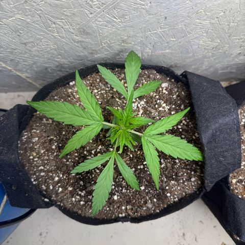 Yuzu 3 growlog timeline photo